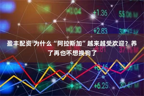 盈丰配资 为什么“阿拉斯加”越来越受欢迎？养了再也不想换狗了