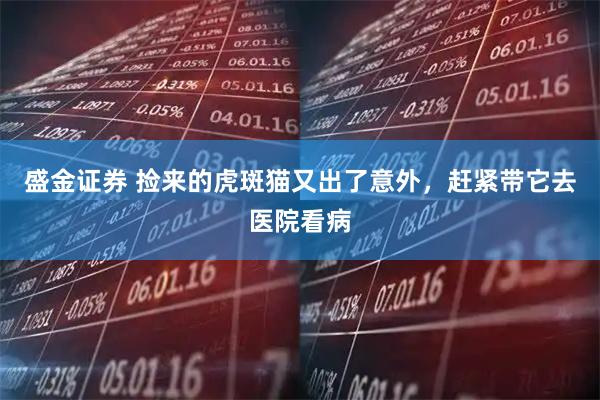 盛金证券 捡来的虎斑猫又出了意外，赶紧带它去医院看病